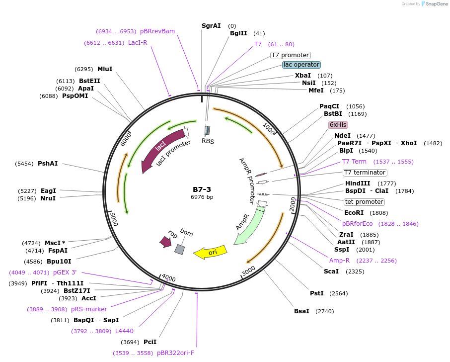 111491-plasmid-map-sequence-id-213176