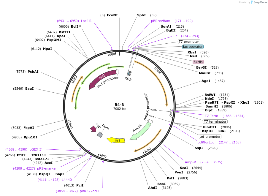 111477-plasmid-map-sequence-id-213177