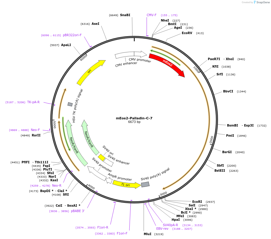 57408-plasmid-map-sequence-id-213179