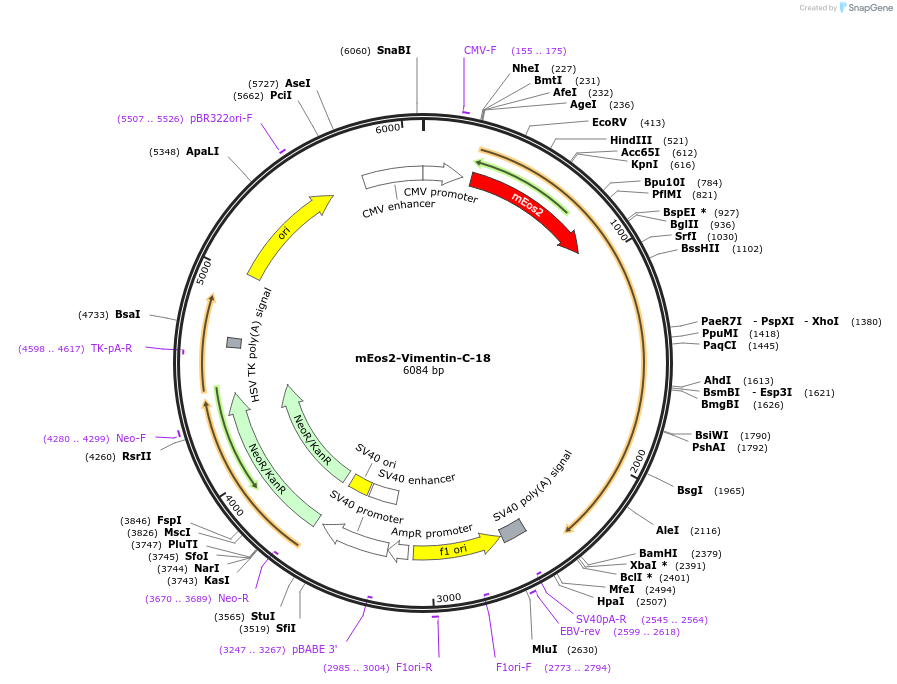 57436-plasmid-map-sequence-id-213183