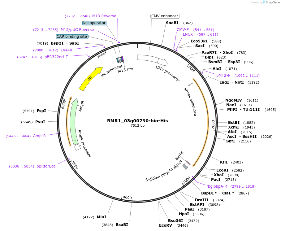 108023-plasmid-map-sequence-id-213187