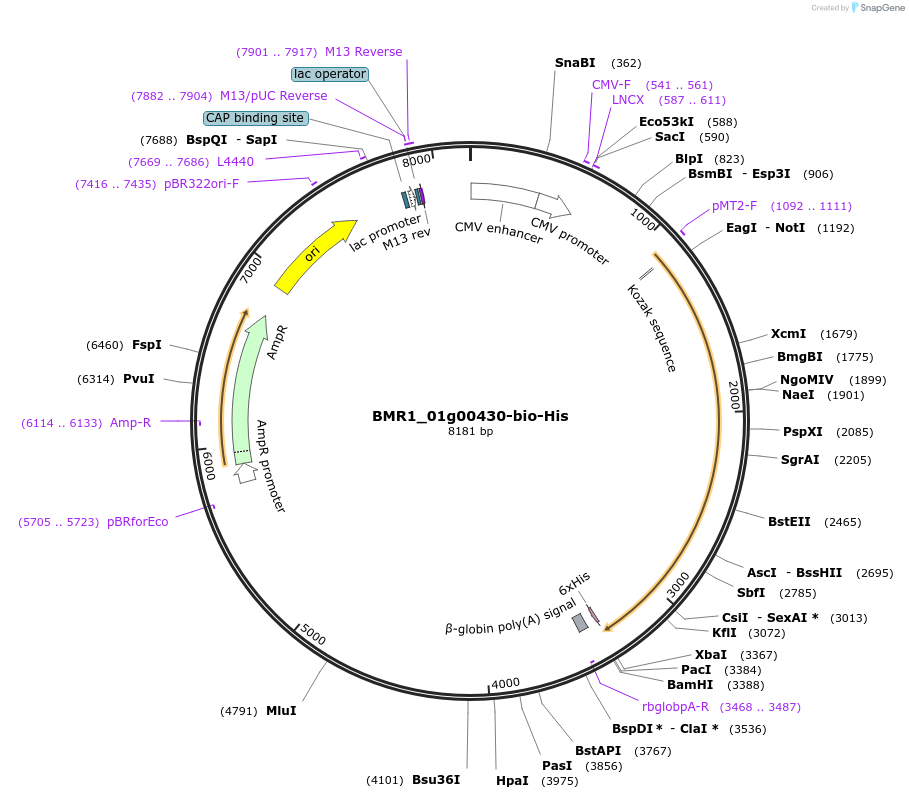 108013-plasmid-map-sequence-id-213188