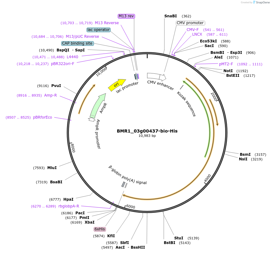 108001-plasmid-map-sequence-id-213193