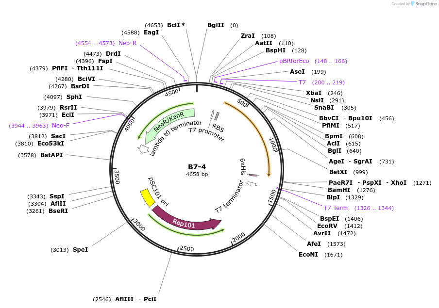 111492-plasmid-map-sequence-id-213198