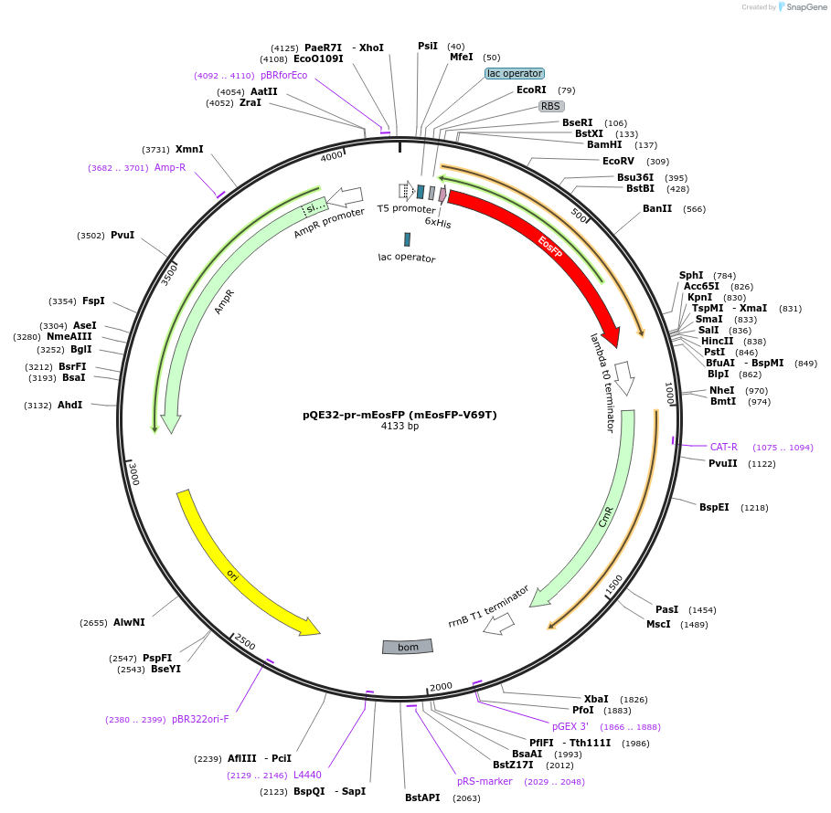99213-plasmid-map-sequence-id-213218
