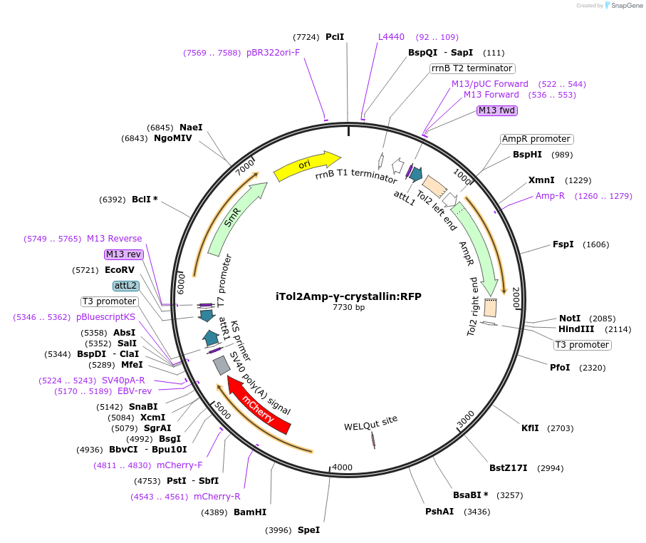 108455-plasmid-map-sequence-id-213261