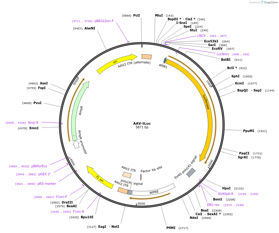 107552-plasmid-map-sequence-id-213264