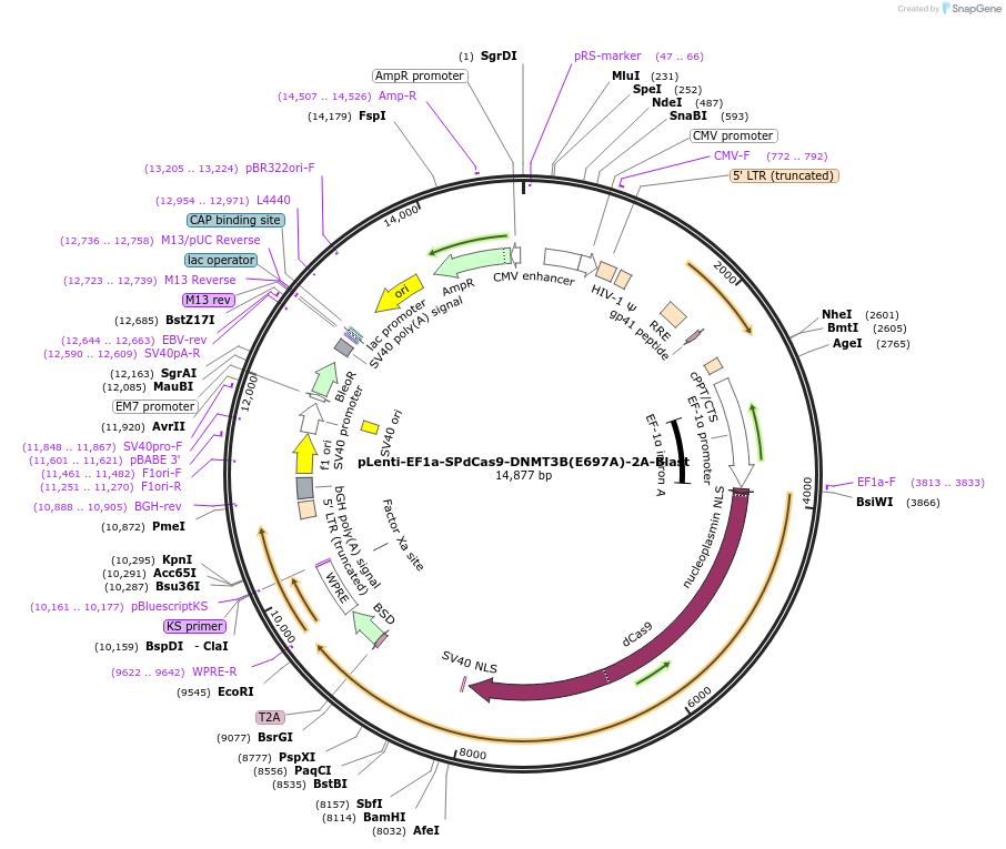 71219-plasmid-map-sequence-id-213272