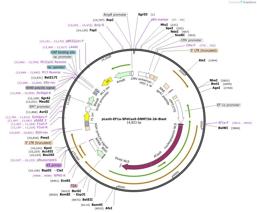 71216-plasmid-map-sequence-id-213273