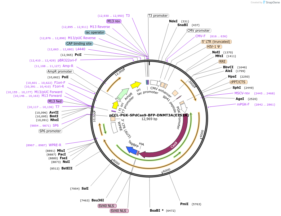 71213-plasmid-map-sequence-id-213275