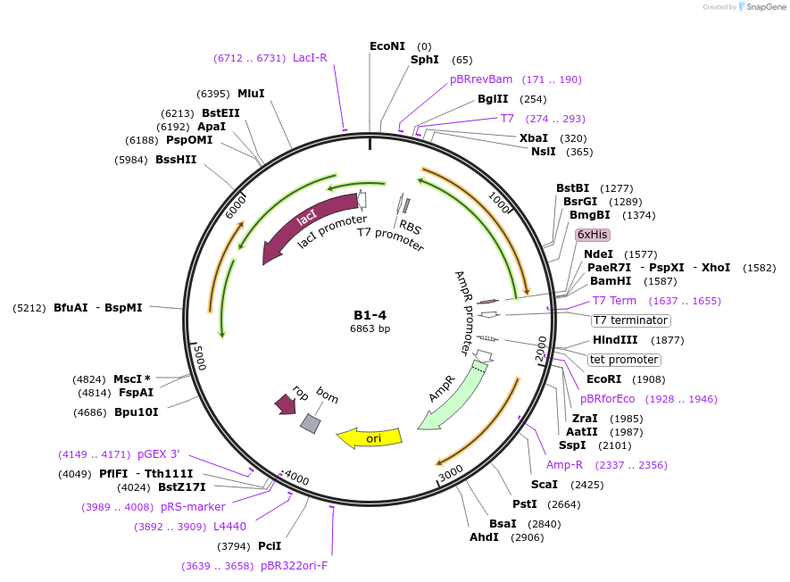 111466-plasmid-map-sequence-id-213276