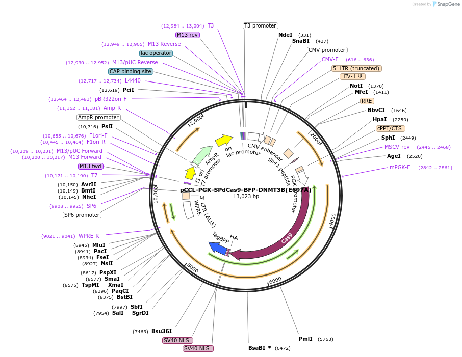 71214-plasmid-map-sequence-id-213303