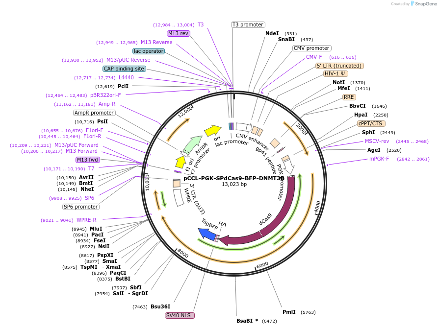 66820-plasmid-map-sequence-id-213306