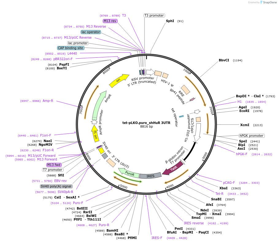 110412-plasmid-map-sequence-id-213309