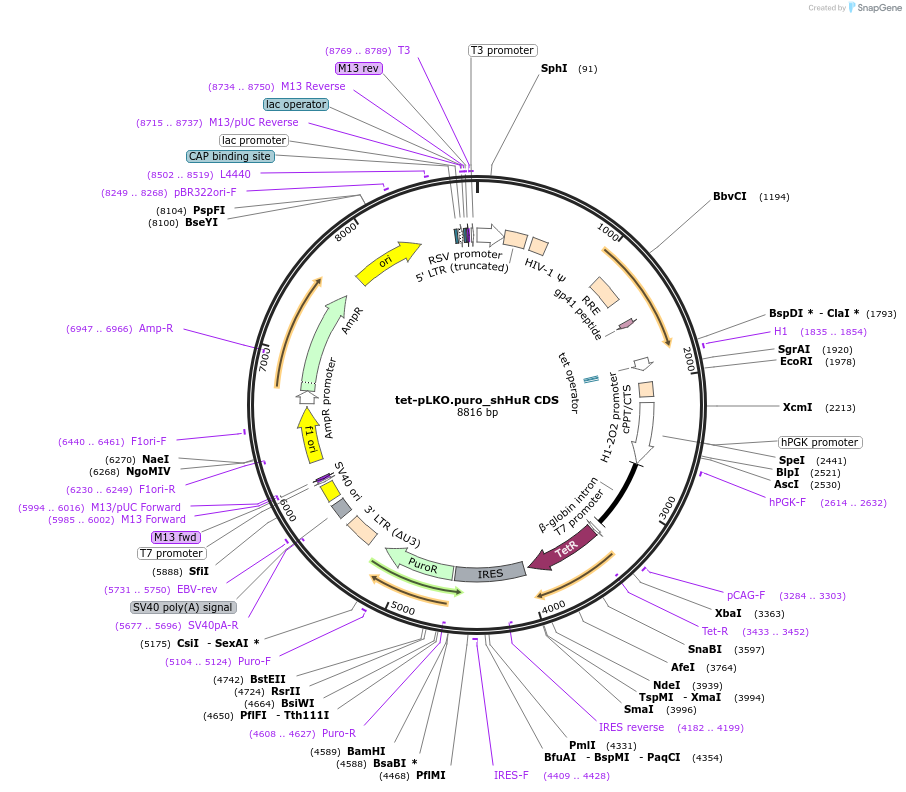 110411-plasmid-map-sequence-id-213311