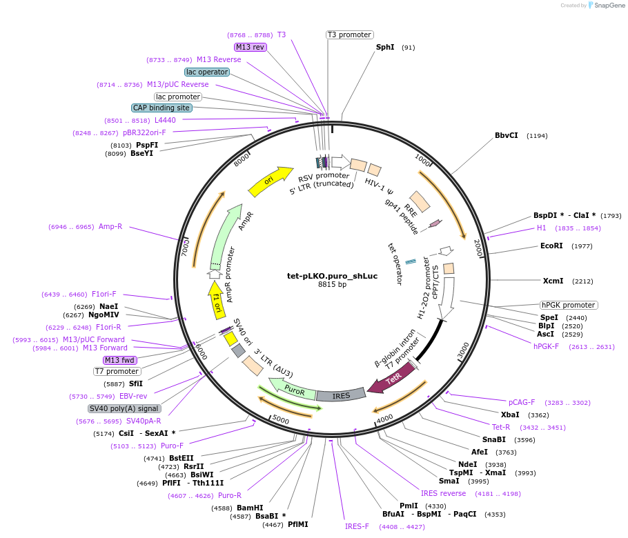 110422-plasmid-map-sequence-id-213315