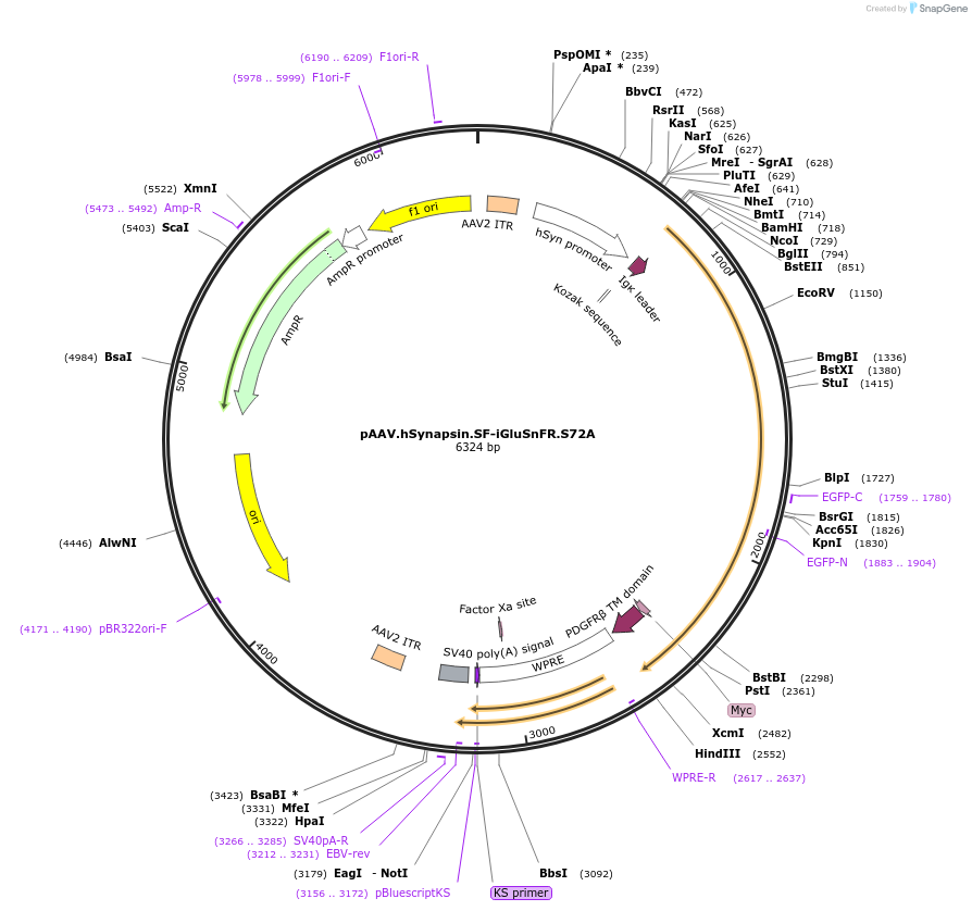 106176-plasmid-map-sequence-id-213318