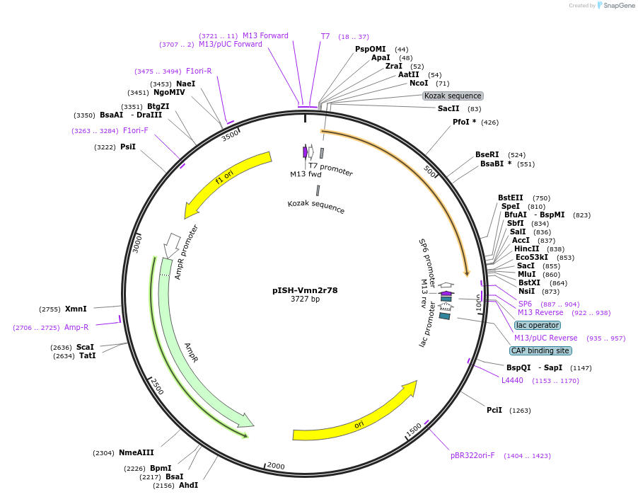 105477-plasmid-map-sequence-id-213322