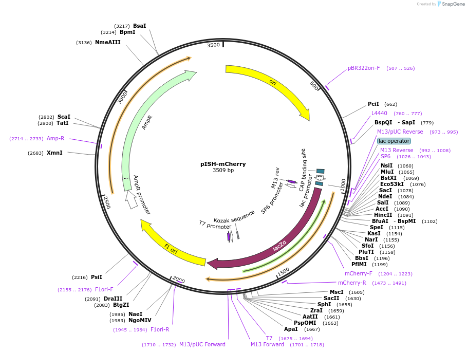 105481-plasmid-map-sequence-id-213323