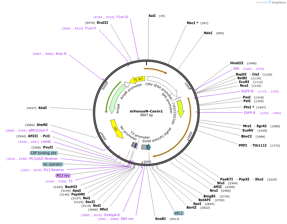 108887-plasmid-map-sequence-id-213324