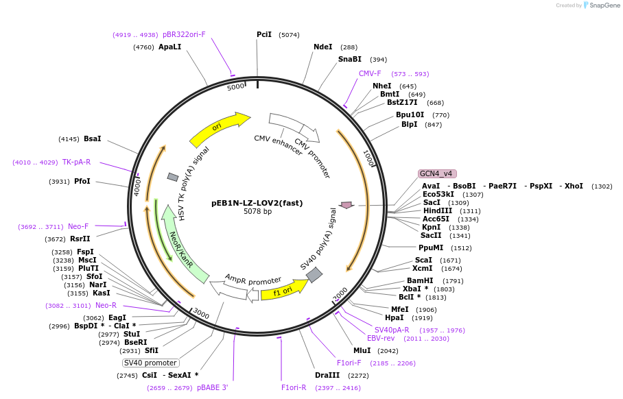 107690-plasmid-map-sequence-id-213333