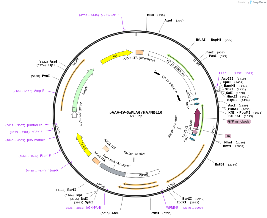 110568-plasmid-map-sequence-id-213334