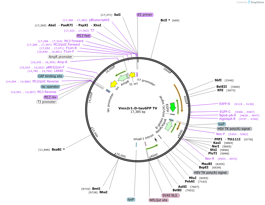 108080-plasmid-map-sequence-id-213338