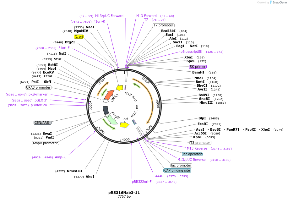 110535-plasmid-map-sequence-id-213347