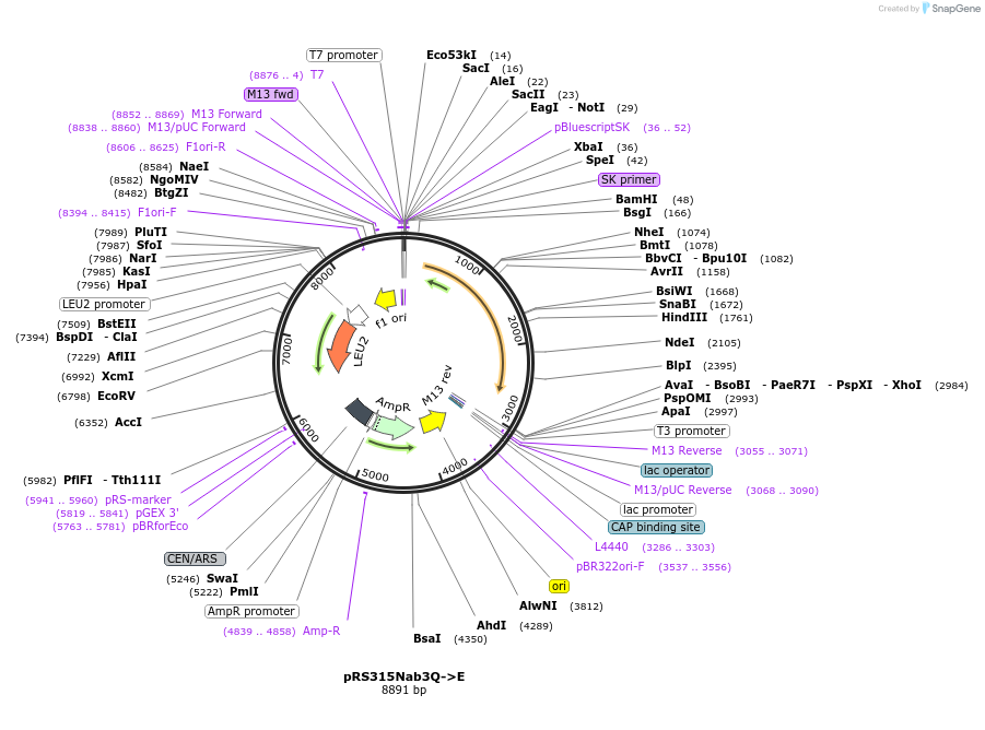 110538-plasmid-map-sequence-id-213348