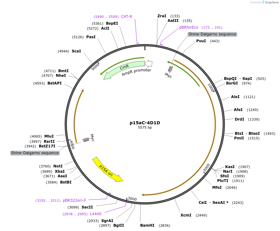 107864-plasmid-map-sequence-id-213351