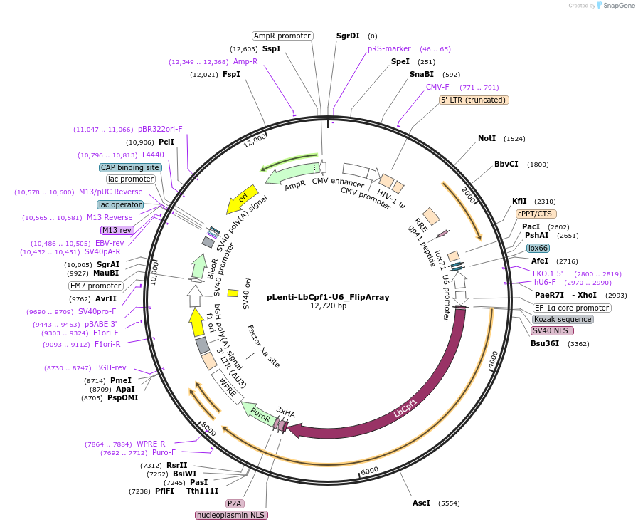 109349-plasmid-map-sequence-id-213352
