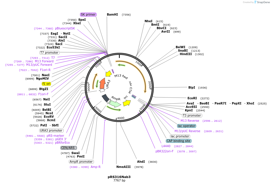 110533-plasmid-map-sequence-id-213355
