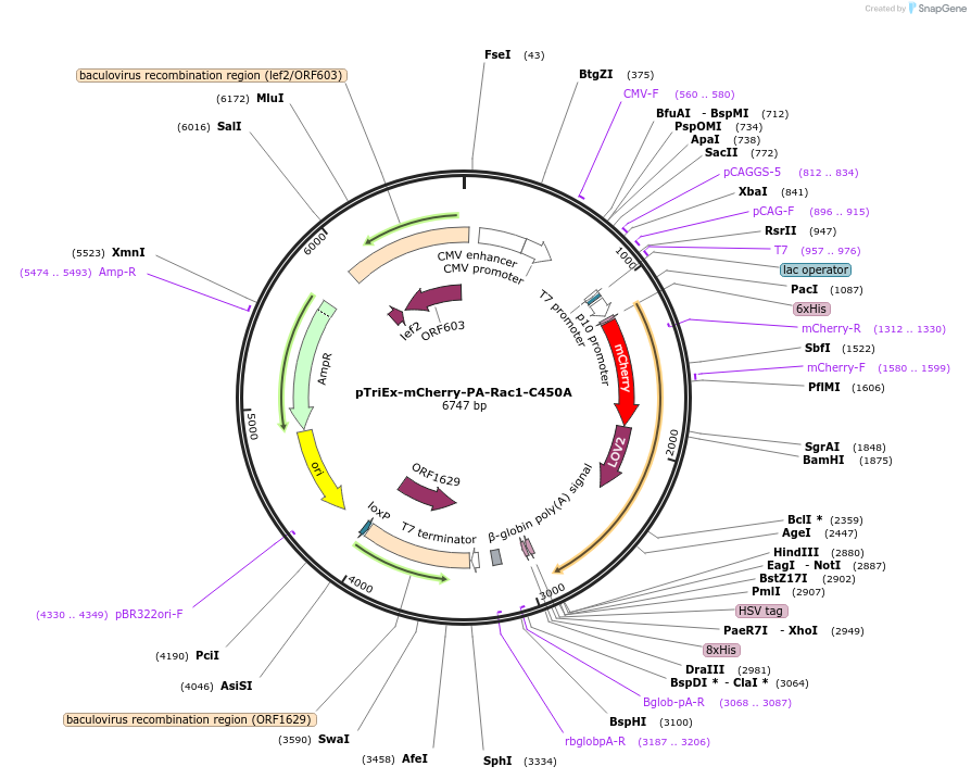 22028-plasmid-map-sequence-id-213358