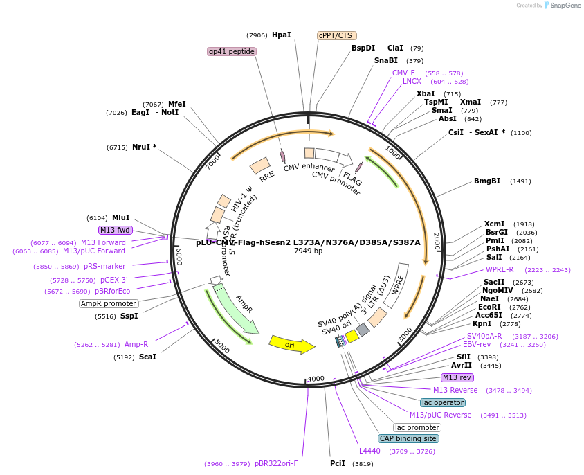 111789-plasmid-map-sequence-id-213367