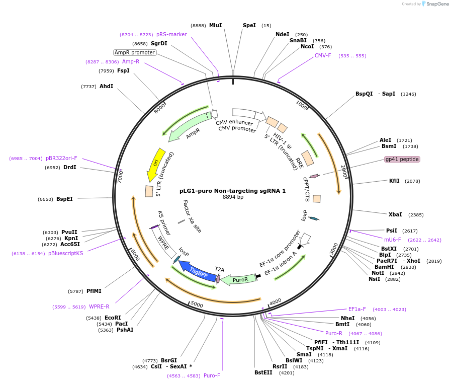 109002-plasmid-map-sequence-id-213370