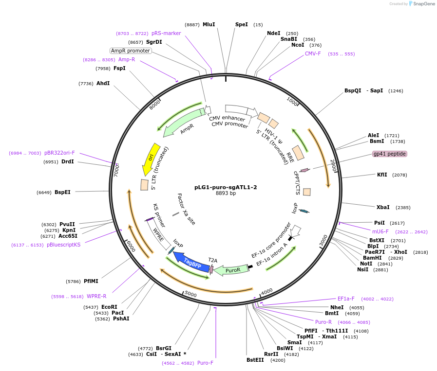 109006-plasmid-map-sequence-id-213375