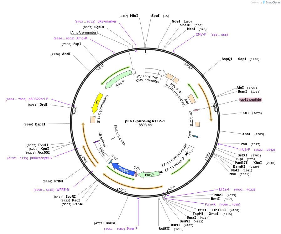 109008-plasmid-map-sequence-id-213377