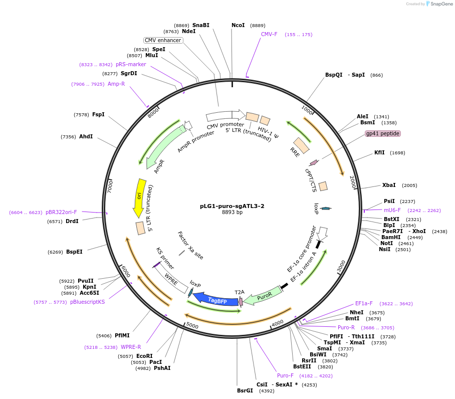 109010-plasmid-map-sequence-id-213378
