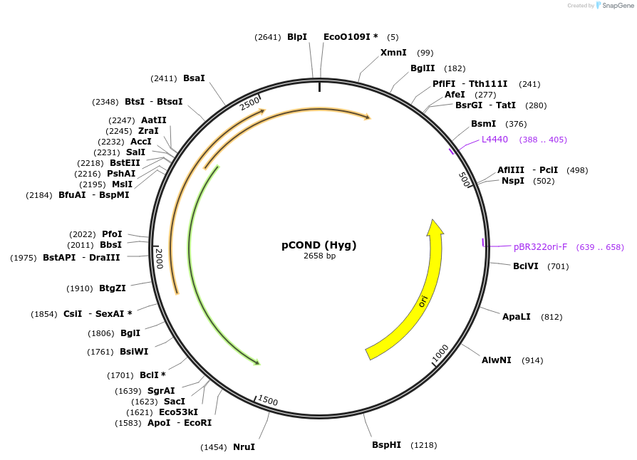 110093-plasmid-map-sequence-id-213380