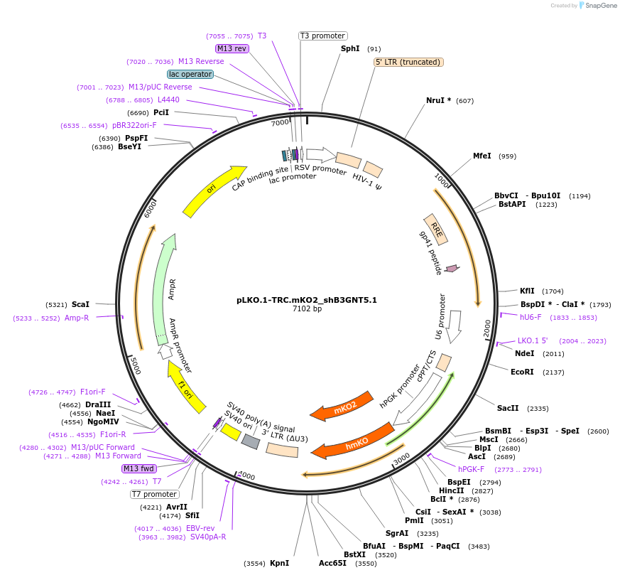 110325-plasmid-map-sequence-id-213398