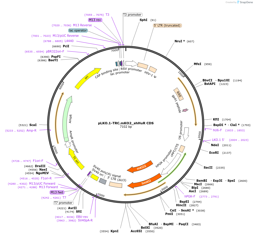 110426-plasmid-map-sequence-id-213399