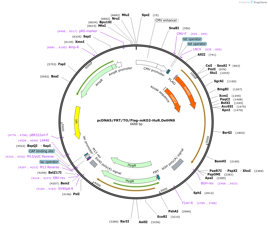 110373-plasmid-map-sequence-id-213400