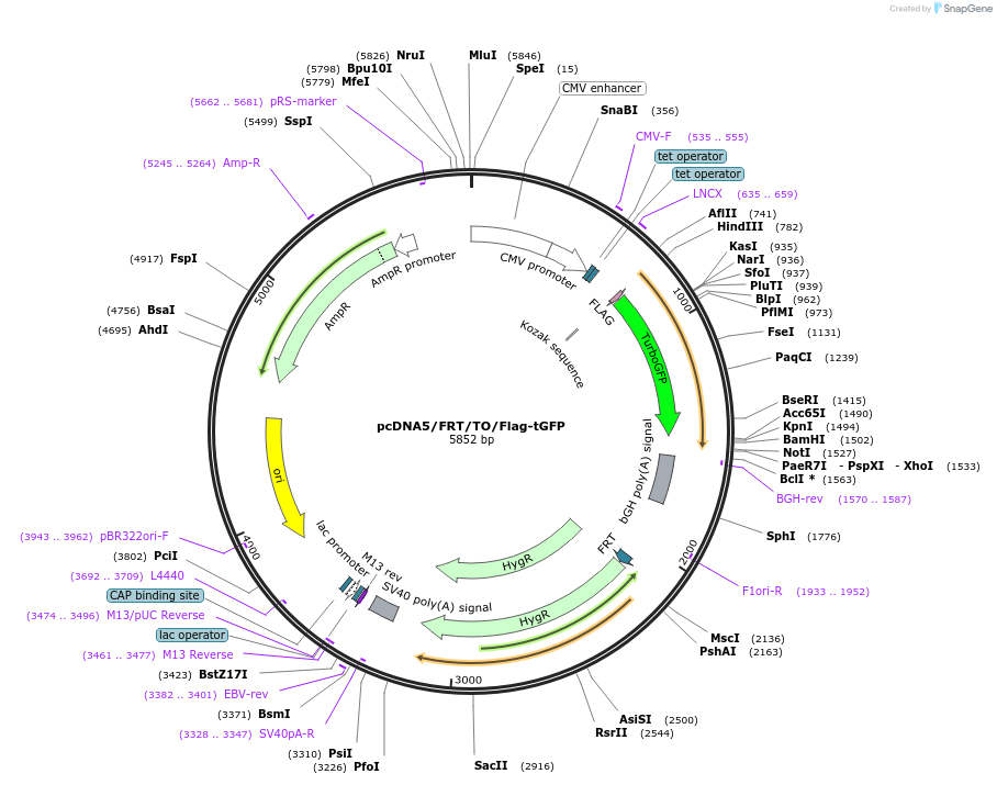 110375-plasmid-map-sequence-id-213401