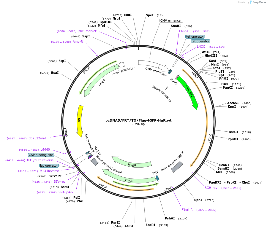 110376-plasmid-map-sequence-id-213402