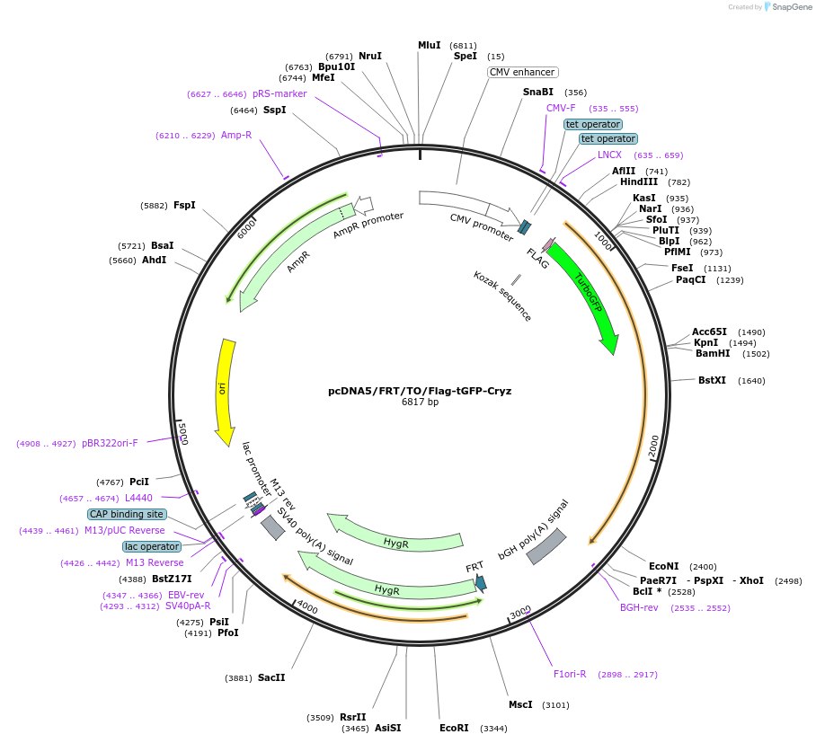 110378-plasmid-map-sequence-id-213403