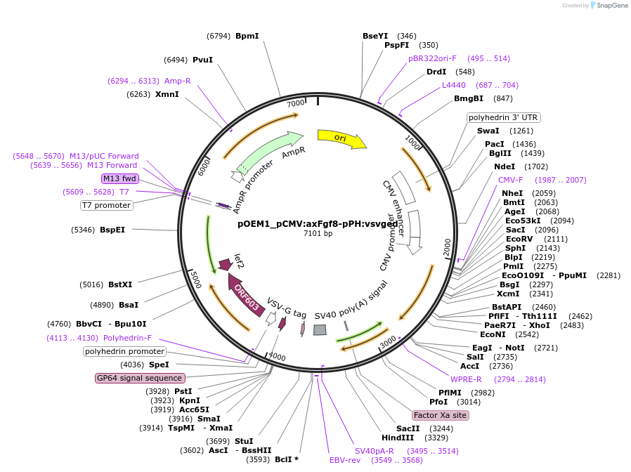 111159-plasmid-map-sequence-id-213406