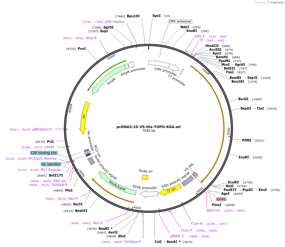 110332-plasmid-map-sequence-id-213407