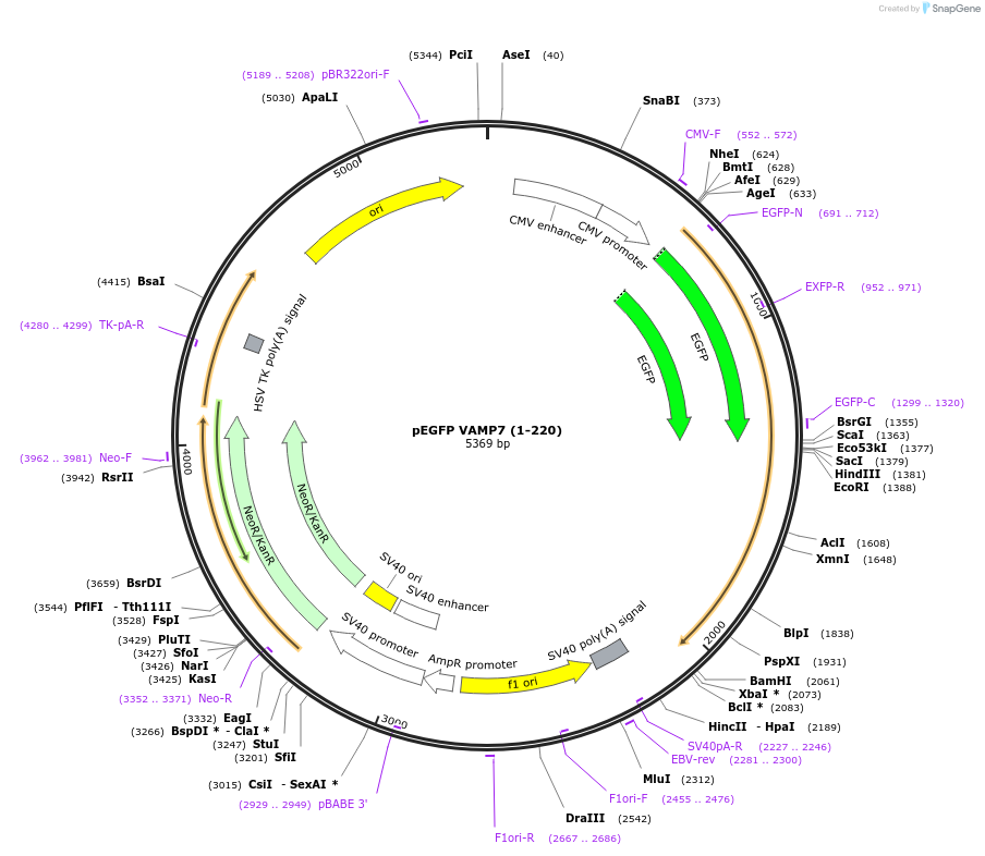 42316-plasmid-map-sequence-id-213414