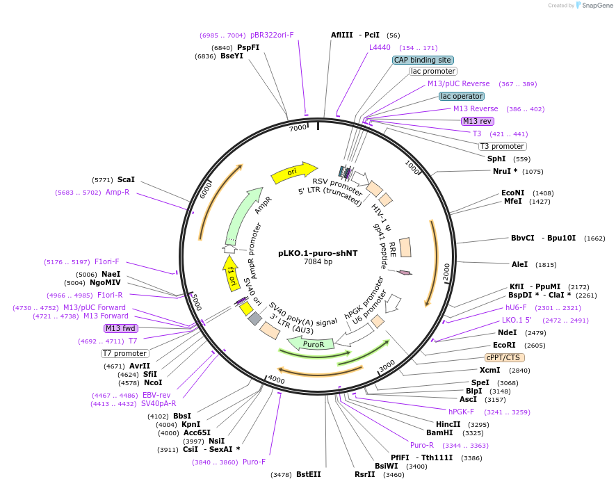 109012-plasmid-map-sequence-id-213416