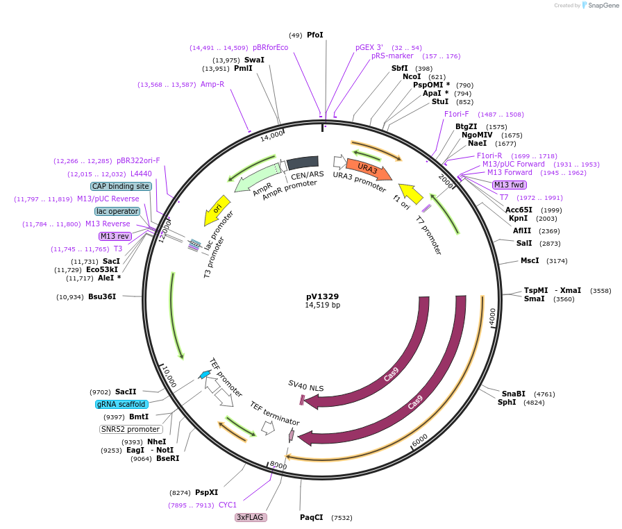 111438-plasmid-map-sequence-id-213425